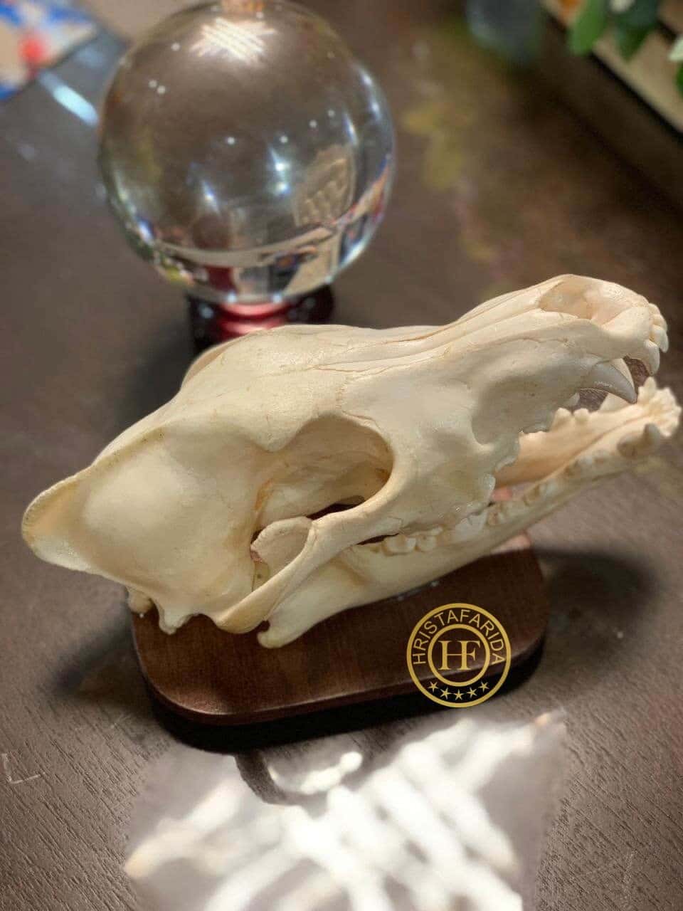 Индивидуальная чистка черепом волка